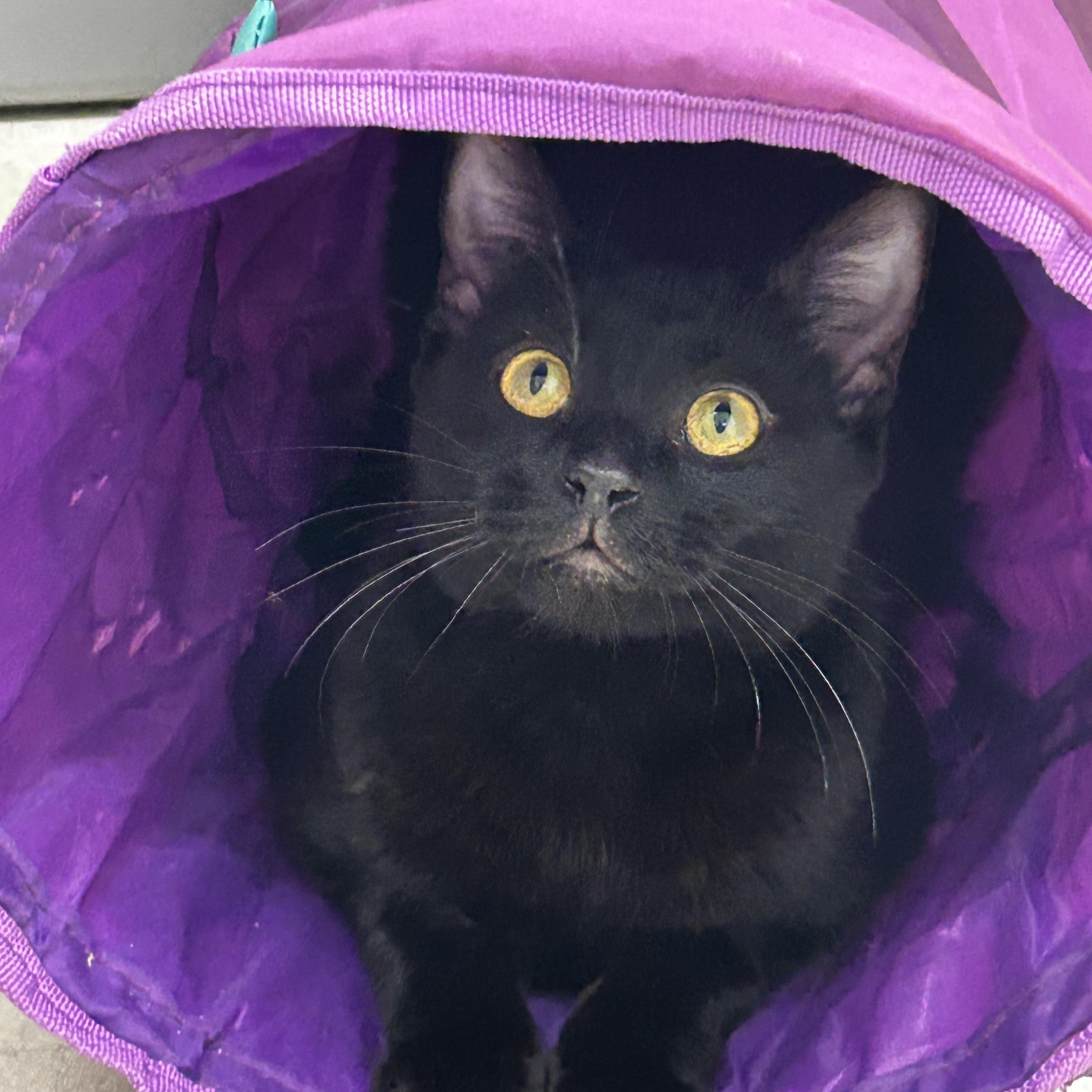 Starfruit, adopted, Young Female Domestic Short Hair.