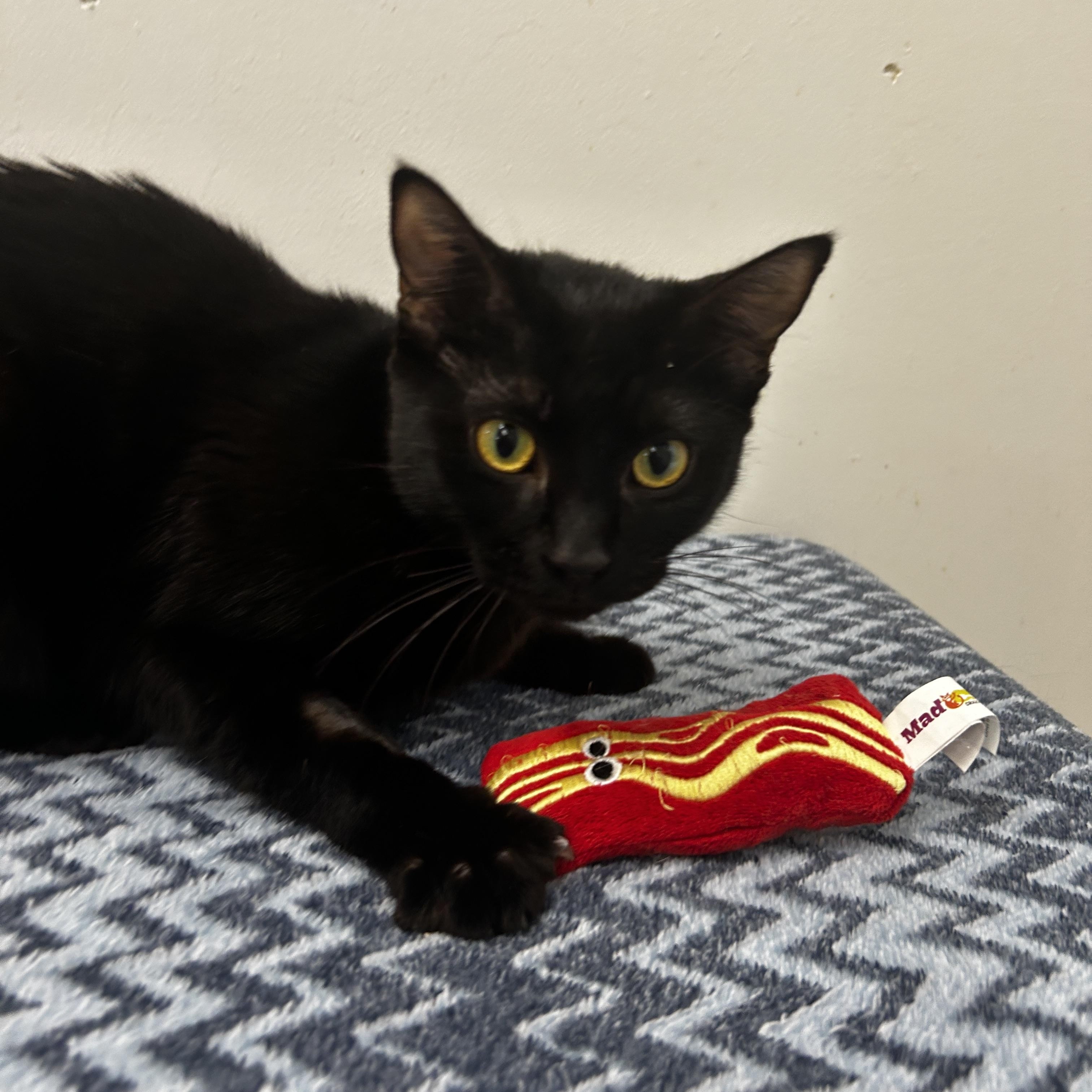 Enlarge Starfruit, an adopted Domestic Short Hair in Maple Ridge, BC image 4/4