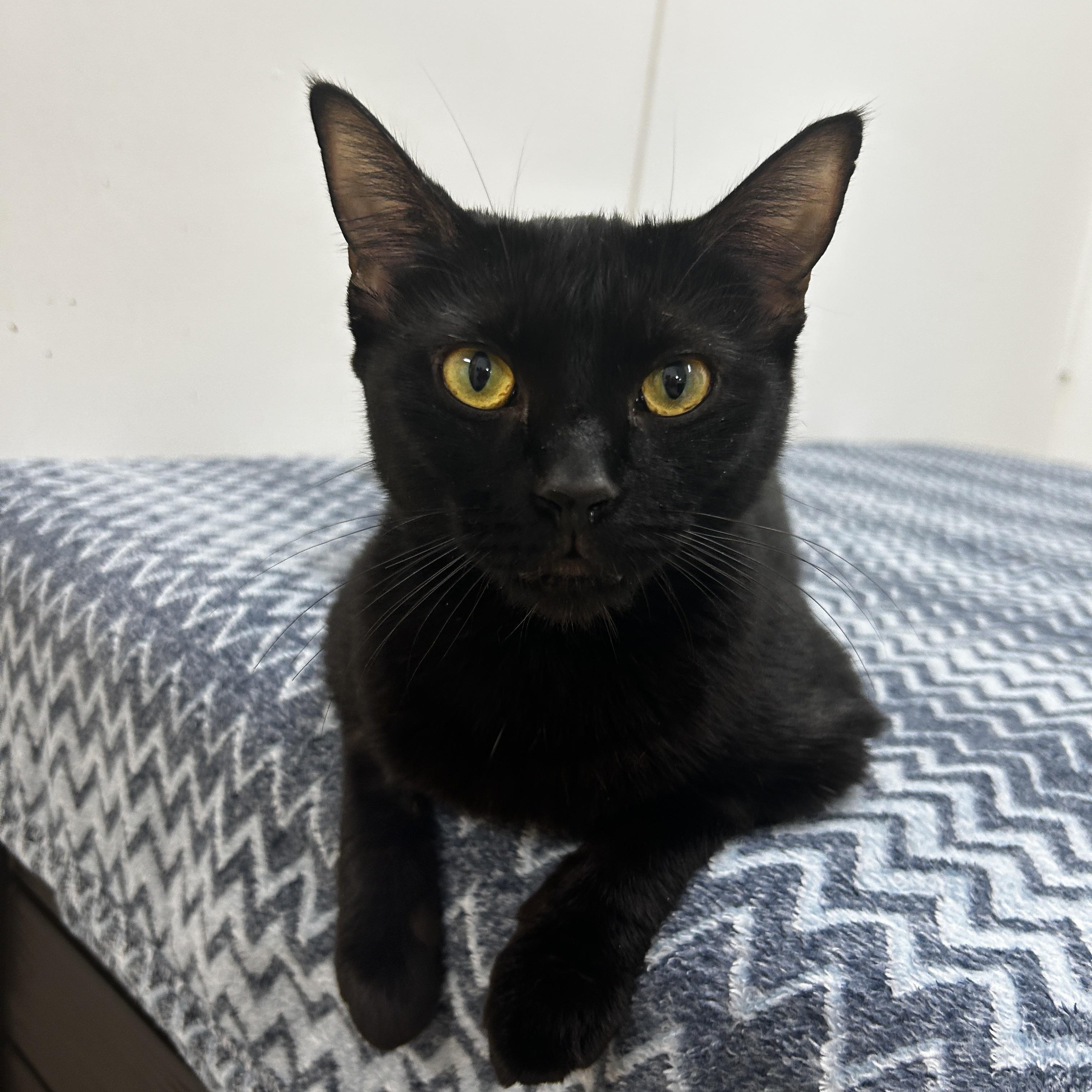Enlarge Starfruit, an adopted Domestic Short Hair in Maple Ridge, BC image 3/4