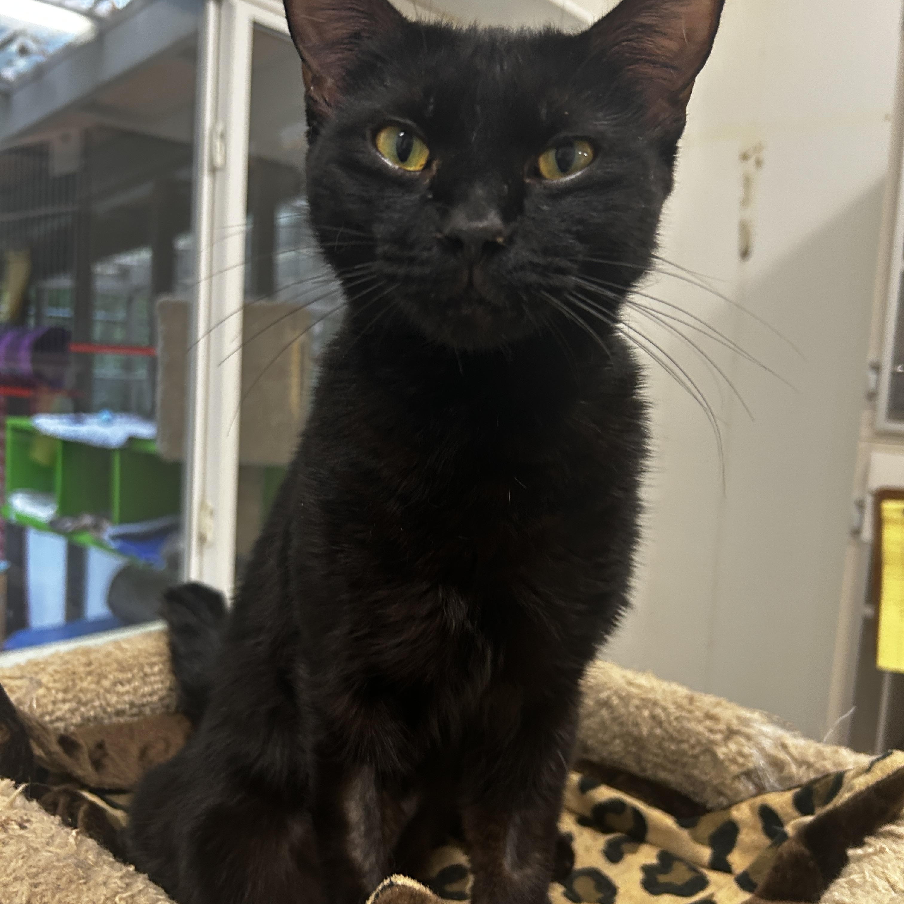 Enlarge Starfruit, an adopted Domestic Short Hair in Maple Ridge, BC image 2/4