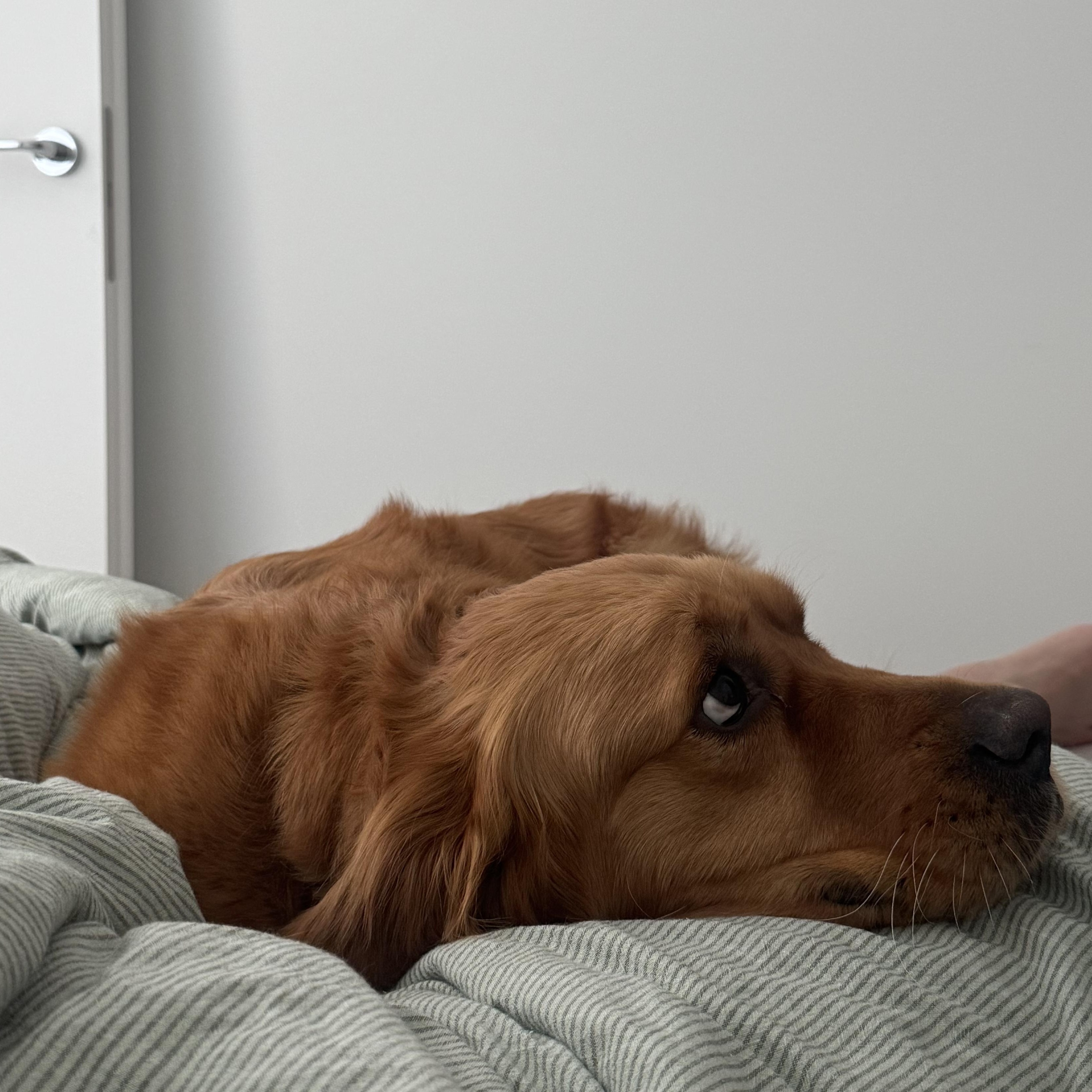 Enlarge Liya, a ADOPTABLE Golden Retriever in Surrey, BC image 6/6