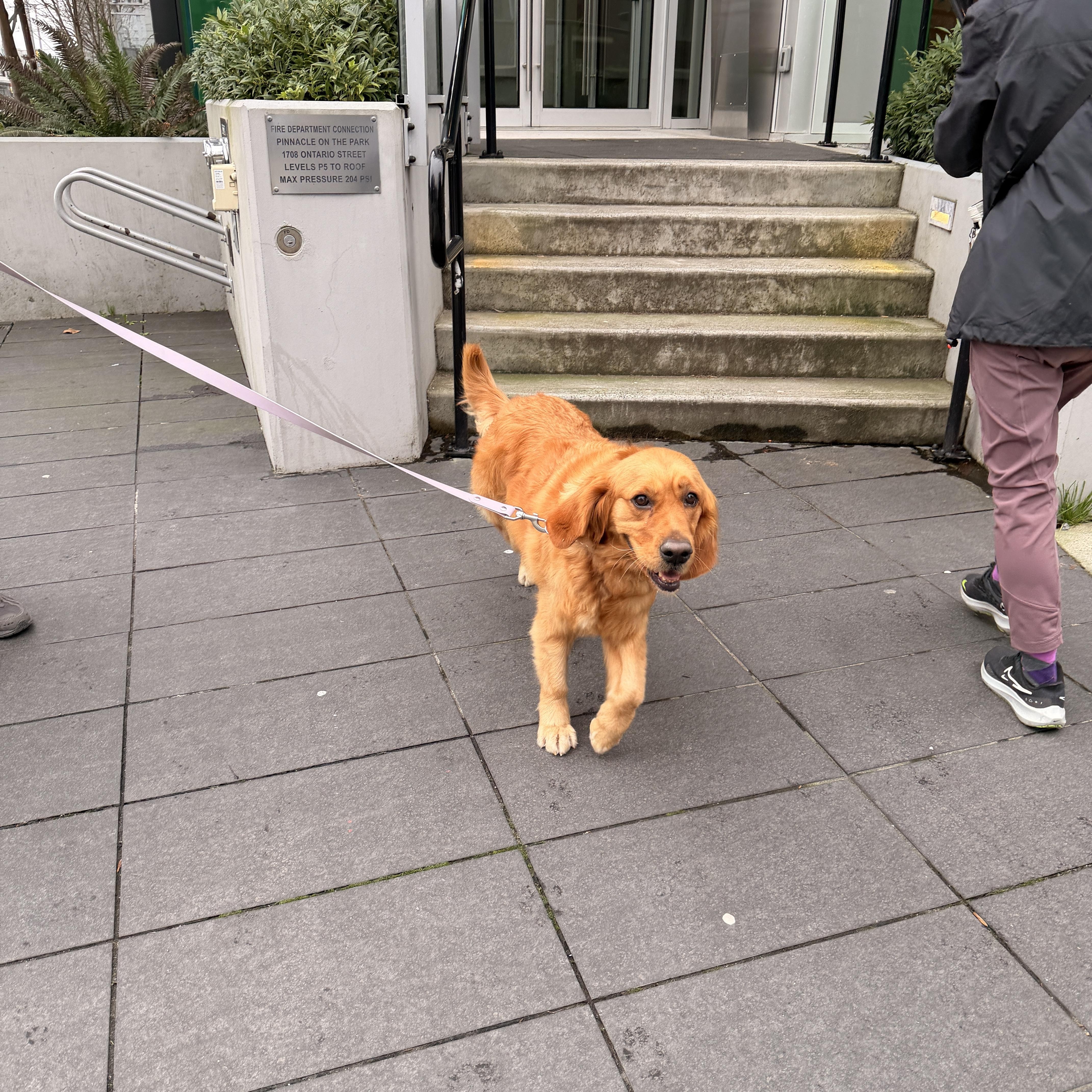 Enlarge Liya, a ADOPTABLE Golden Retriever in Surrey, BC image 3/6