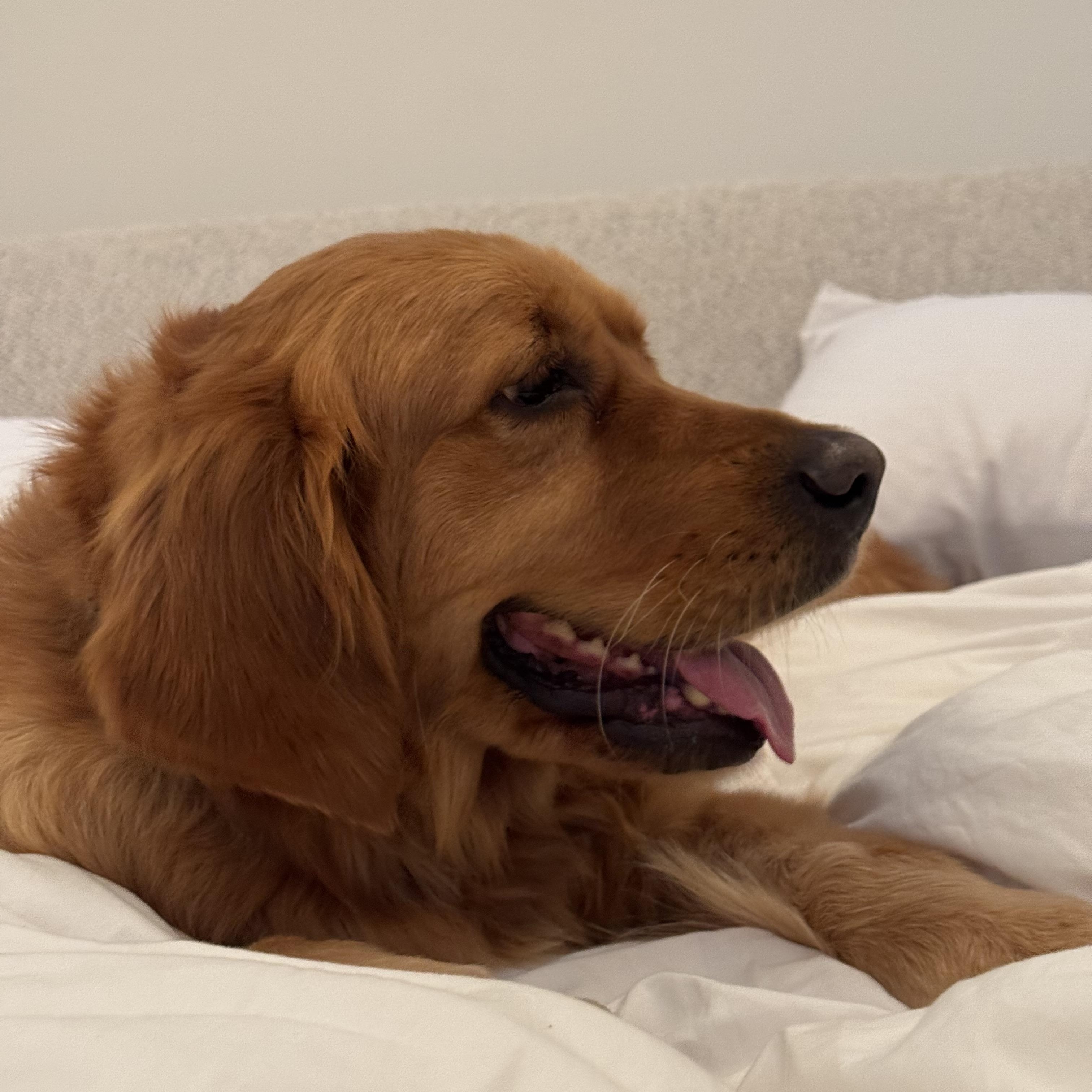 Liya, ADOPTABLE, Adult Female Golden Retriever.