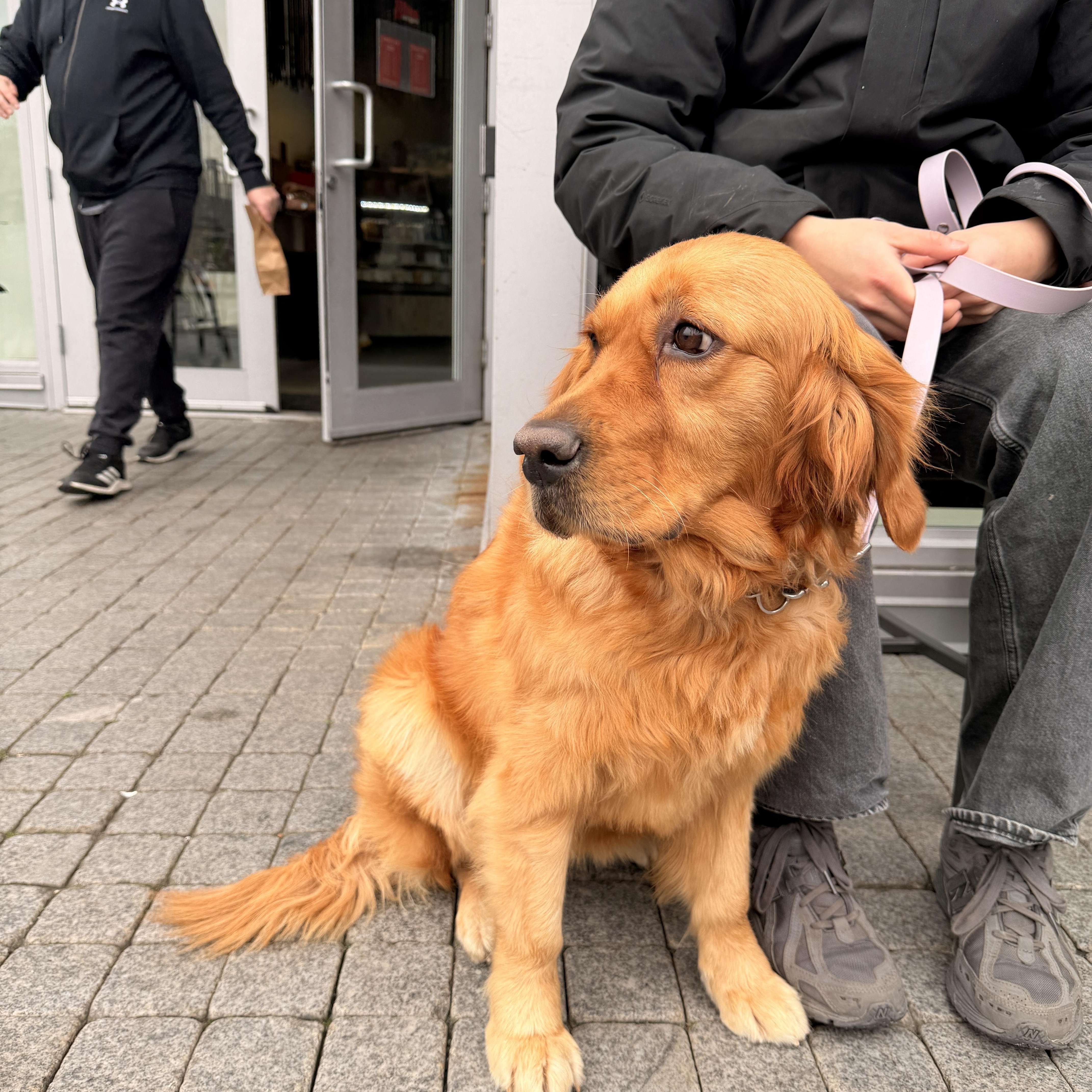 Enlarge Liya, a ADOPTABLE Golden Retriever in Surrey, BC image 4/6