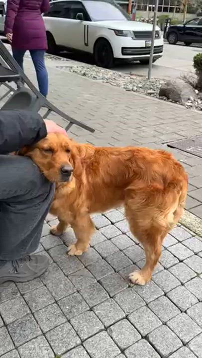 Enlarge Liya, a ADOPTABLE Golden Retriever in Surrey, BC video 5/6