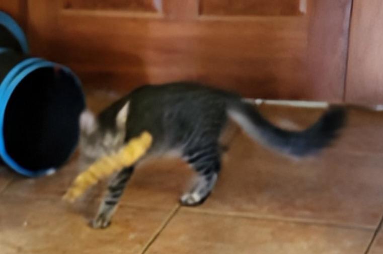 Enlarge Jack, a Adoptable mixed breed in Magnolia, TX image 3/5