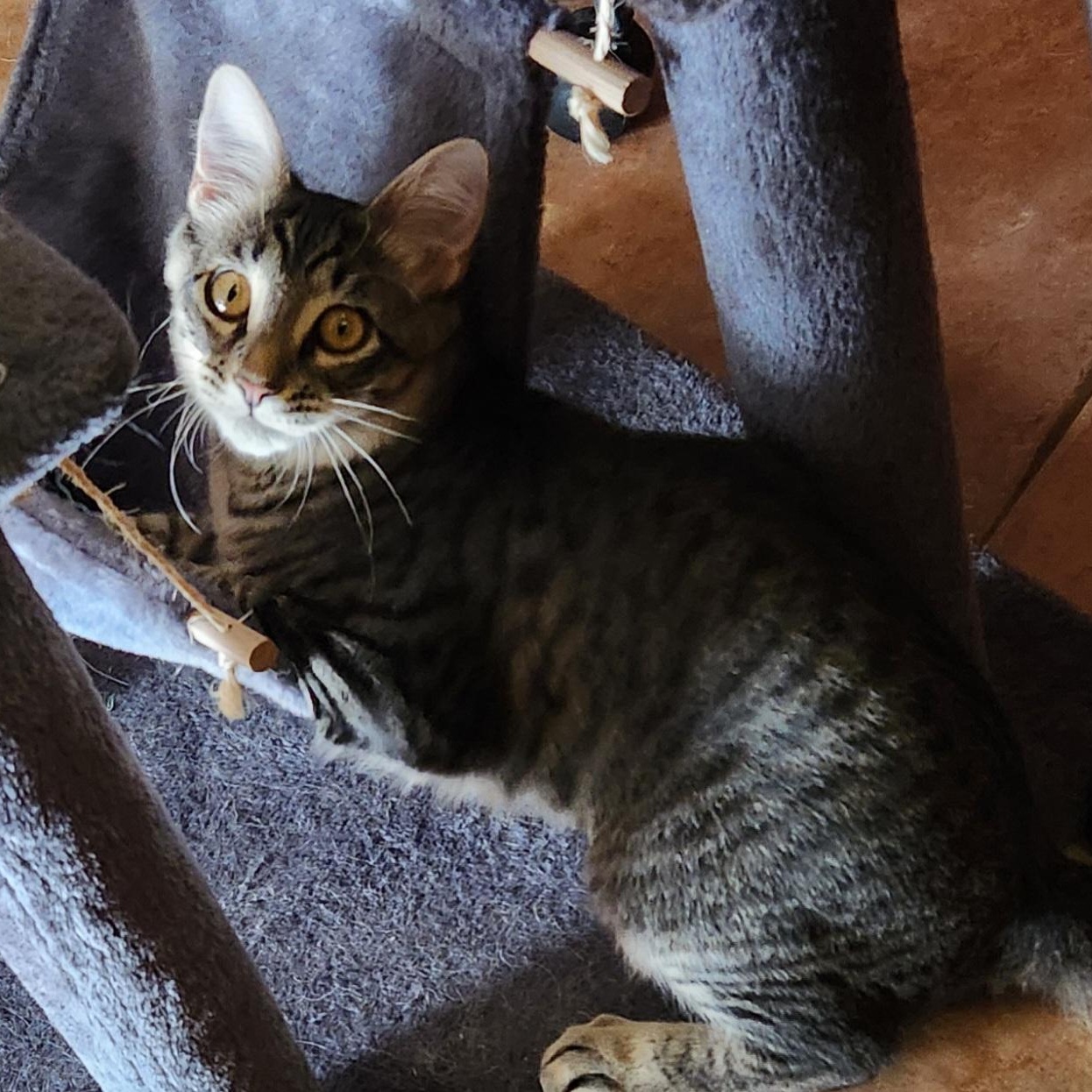 Enlarge Jack, a Adoptable mixed breed in Magnolia, TX image 1/5