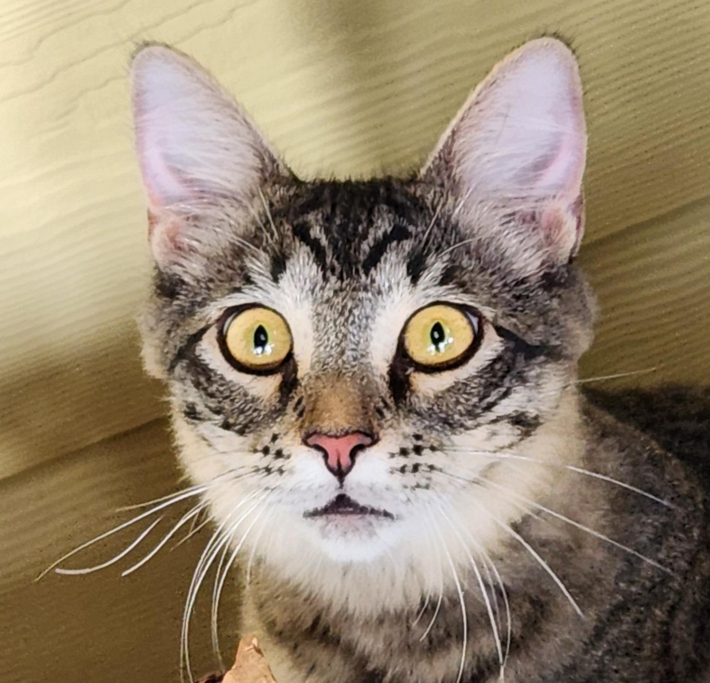 Enlarge Jack, a Adoptable mixed breed in Magnolia, TX image 5/5