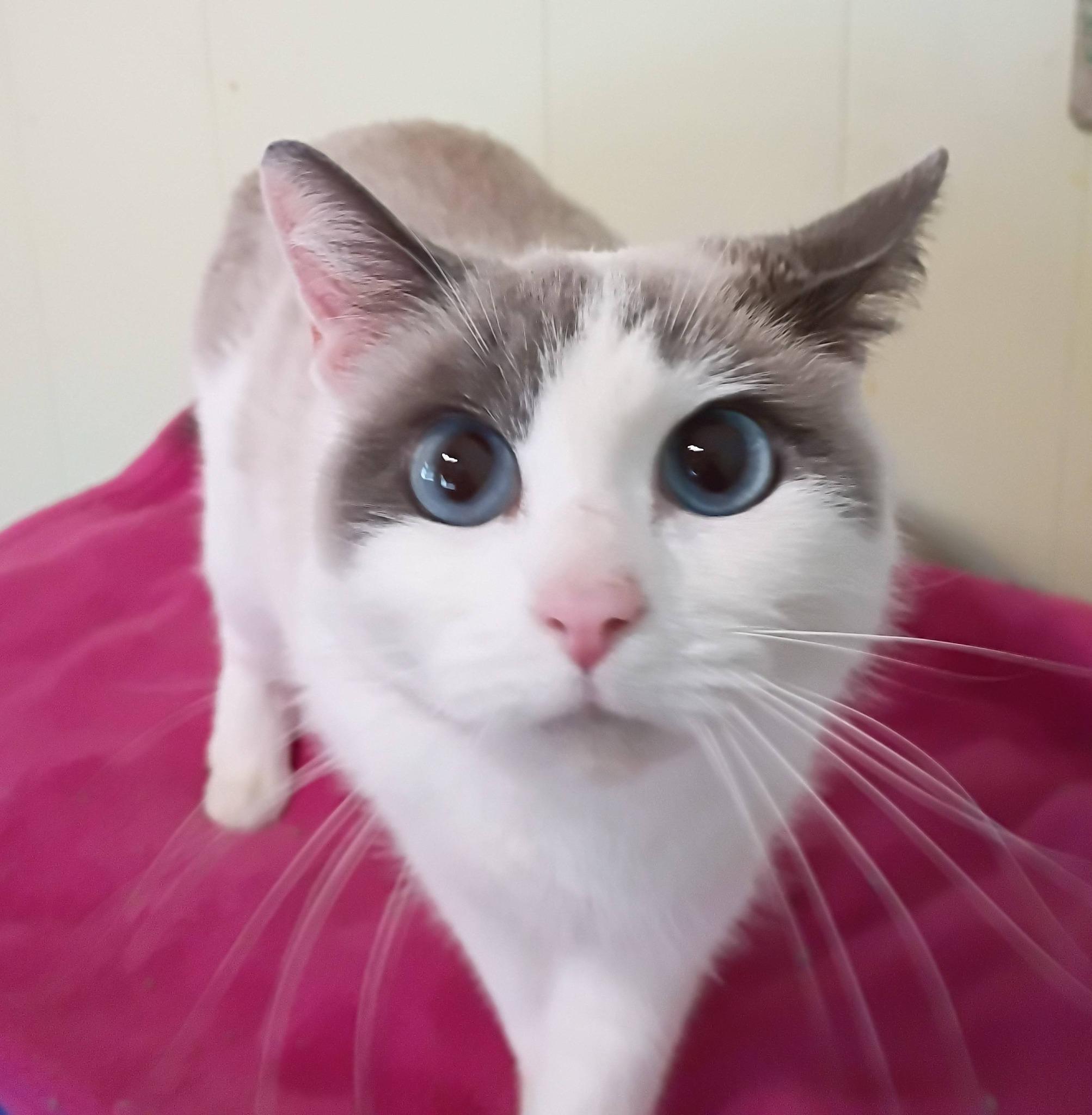 Flagella - blue eyes, an adopted mixed breed in Hendersonville, TN image 1/2