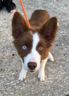 Enlarge Frankie, an adopted Border Collie in Longwood, FL image 5/5