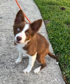 Enlarge Frankie, an adopted Border Collie in Longwood, FL image 3/5