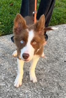 Frankie, adopted, Puppy Male Border Collie.