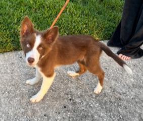 Enlarge Frankie, an adopted Border Collie in Longwood, FL image 4/5