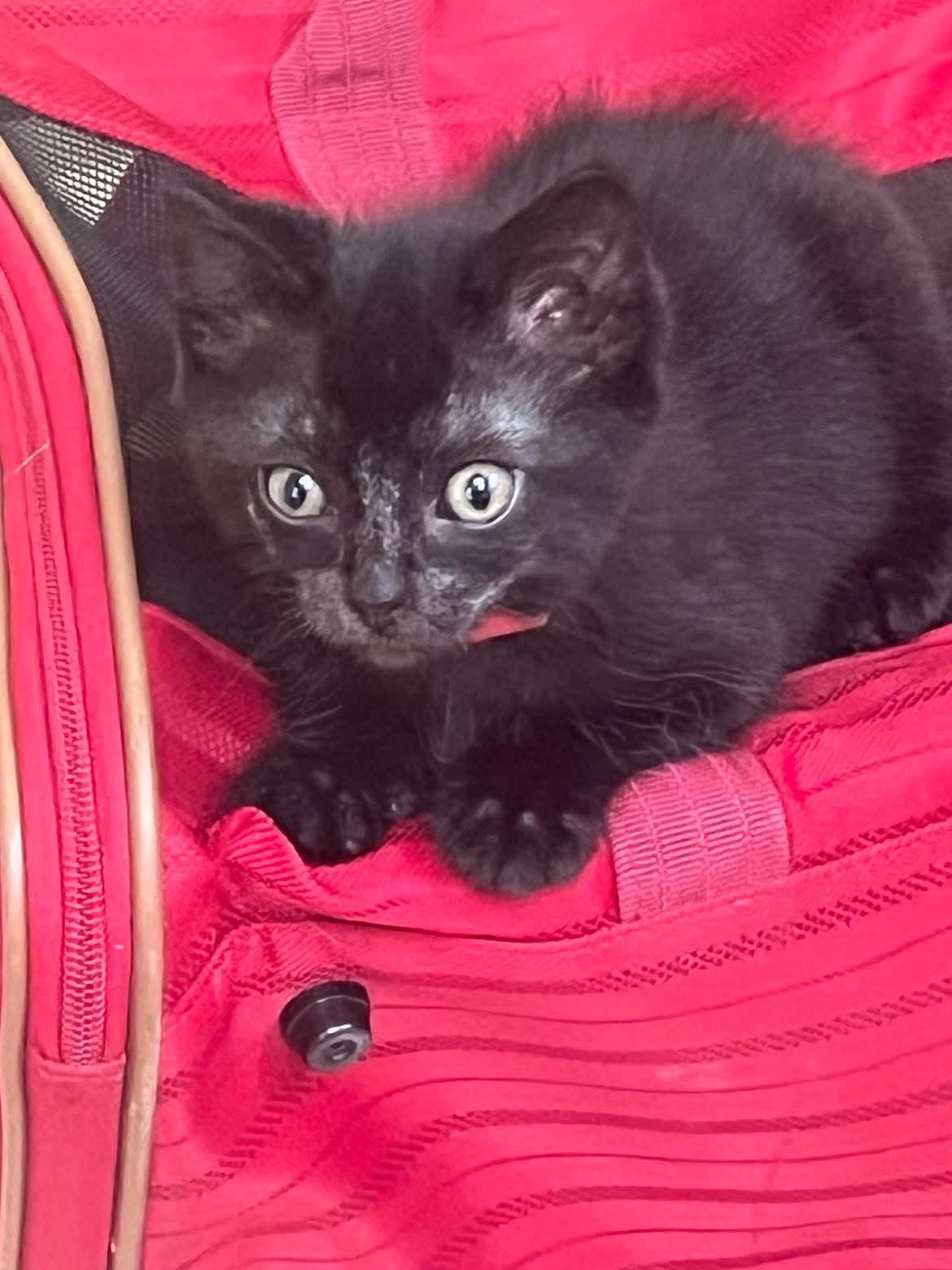 Omega, Young Female Domestic Short Hair