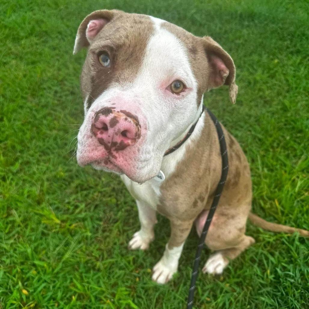 Enlarge Czech, a Adoptable Pit Bull Terrier in York, PA image 2/6