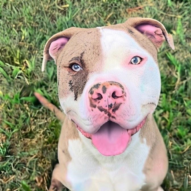 Czech, Adoptable, Young Male Pit Bull Terrier.