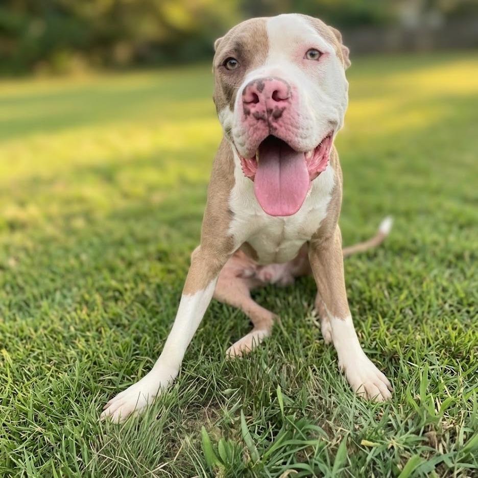 Enlarge Czech, a Adoptable Pit Bull Terrier in York, PA image 3/6