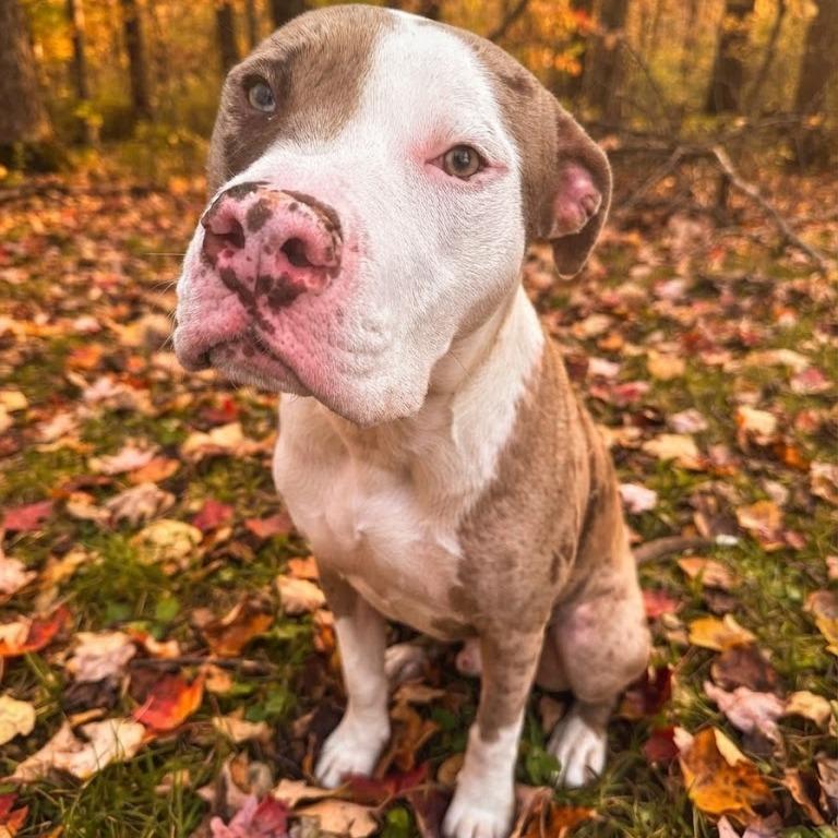 Enlarge Czech, a Adoptable Pit Bull Terrier in York, PA image 4/6