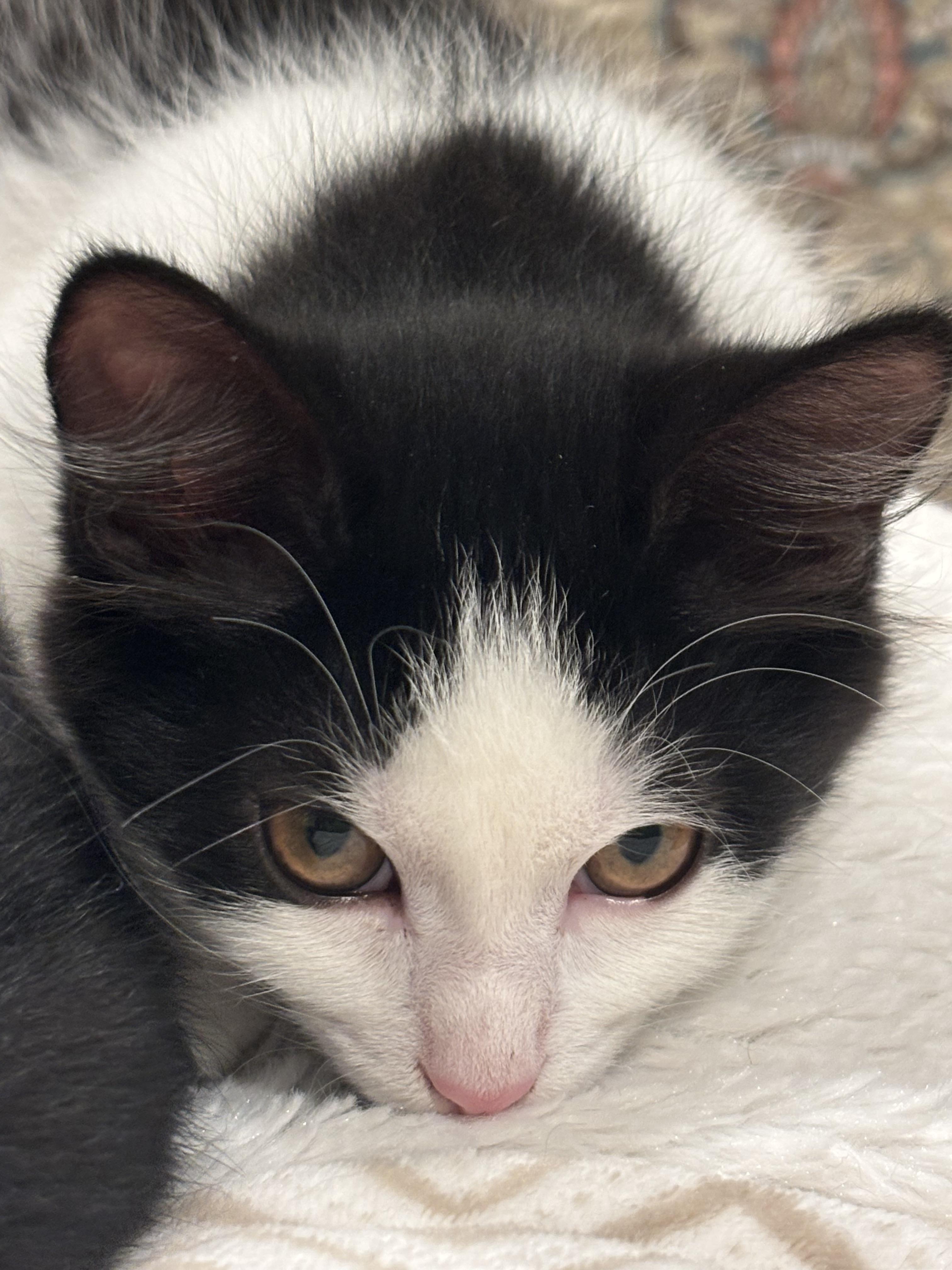 Enlarge Prescott 2.4, a Adoptable Domestic Short Hair in Plainville, MA image 1/3