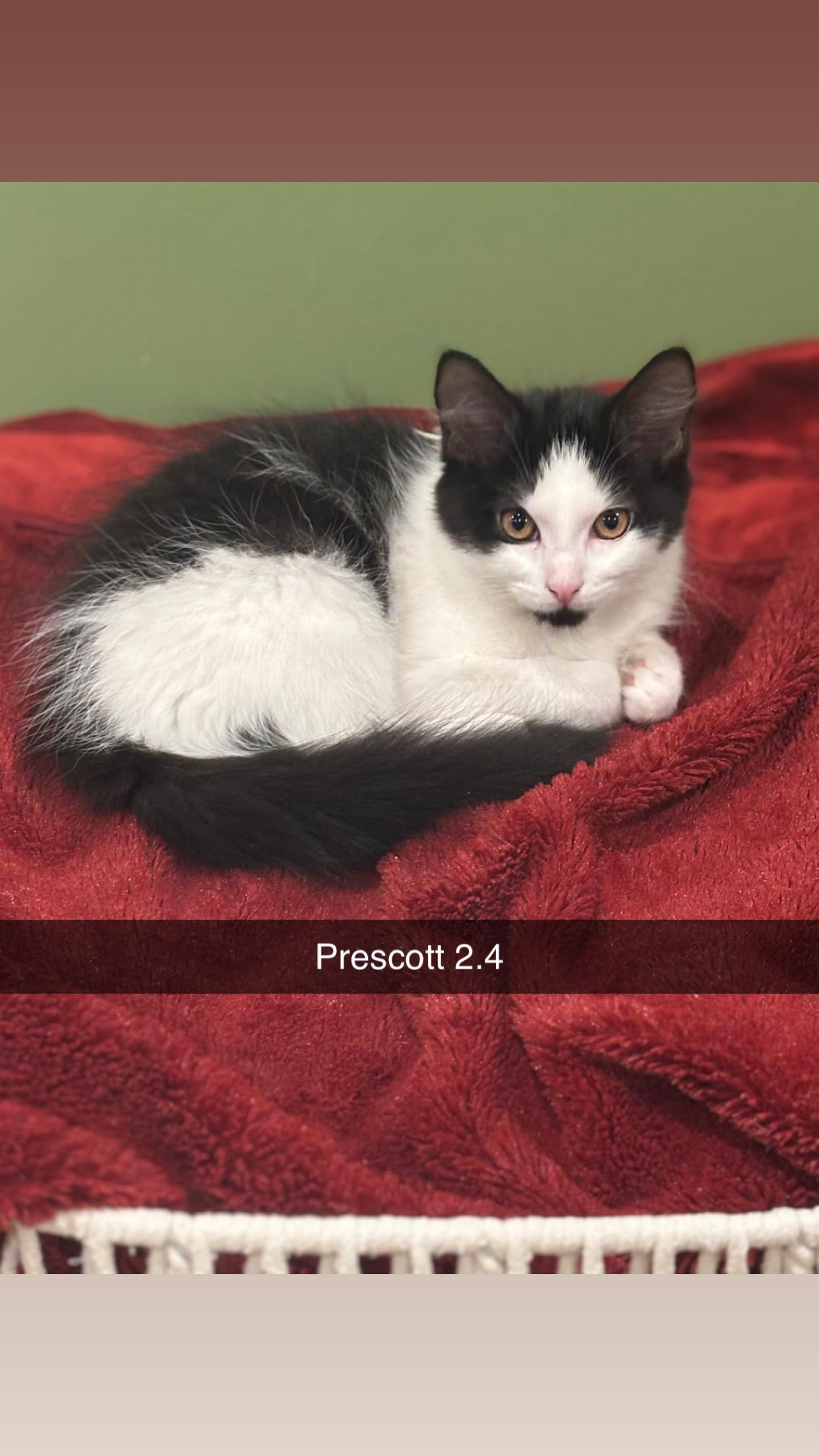 Enlarge Prescott 2.4, a Adoptable Domestic Short Hair in Plainville, MA image 2/3