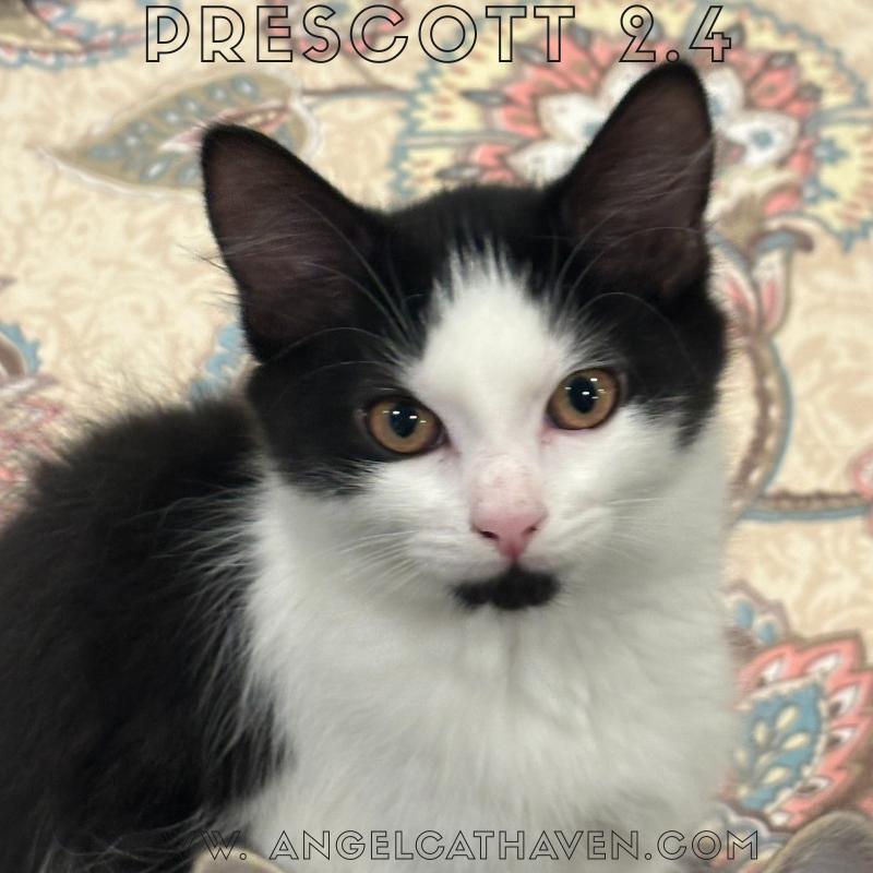 Enlarge Prescott 2.4, a Adoptable Domestic Short Hair in Plainville, MA image 3/3