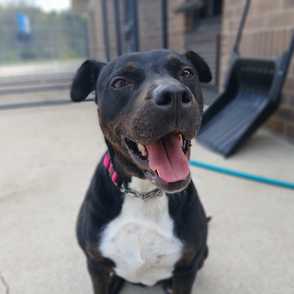 Enlarge Moxie, a Adoptable Pit Bull Terrier in Dixon, IL image 2/2