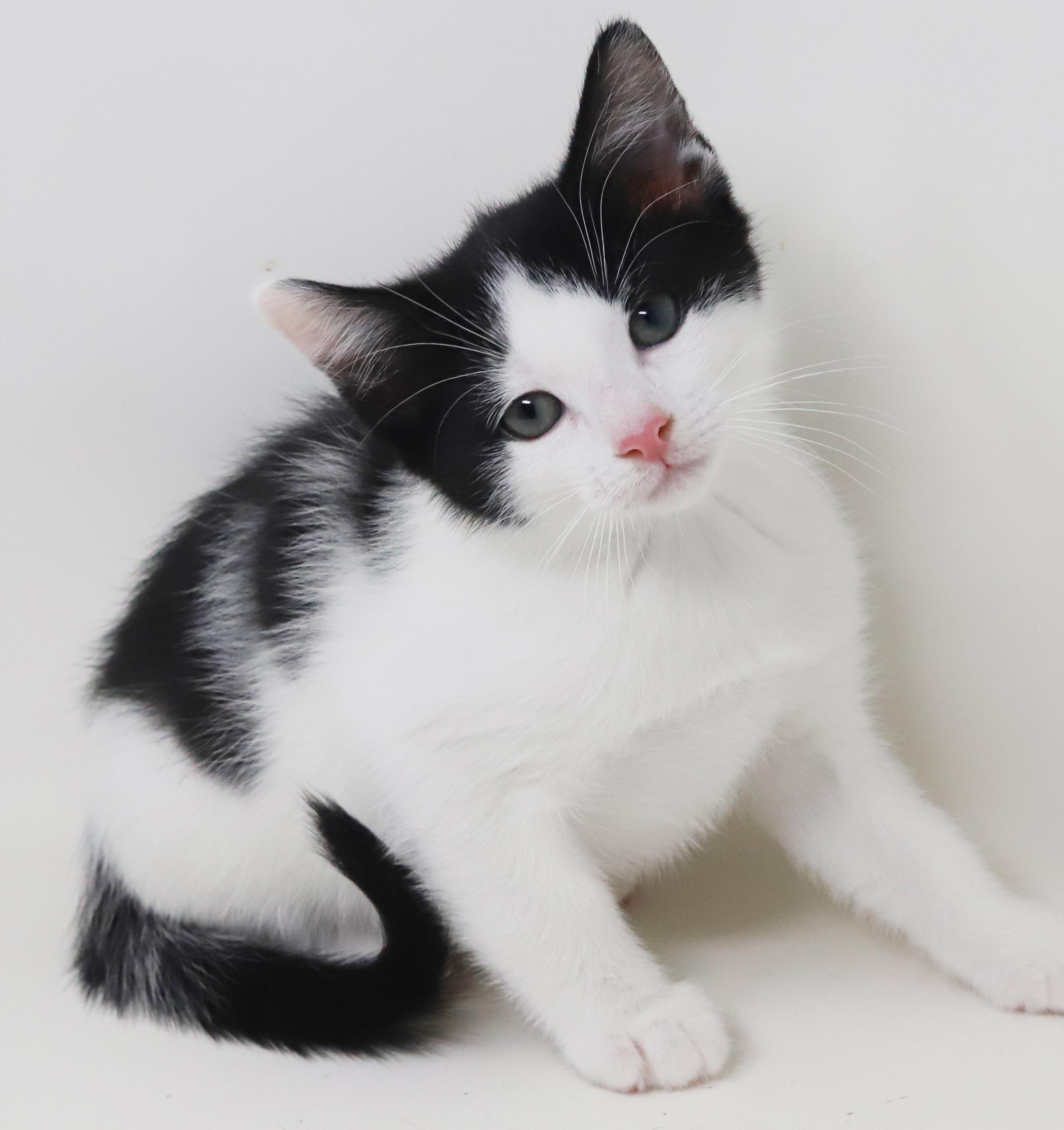 Floofy Flapjack! What A thumbnail 2