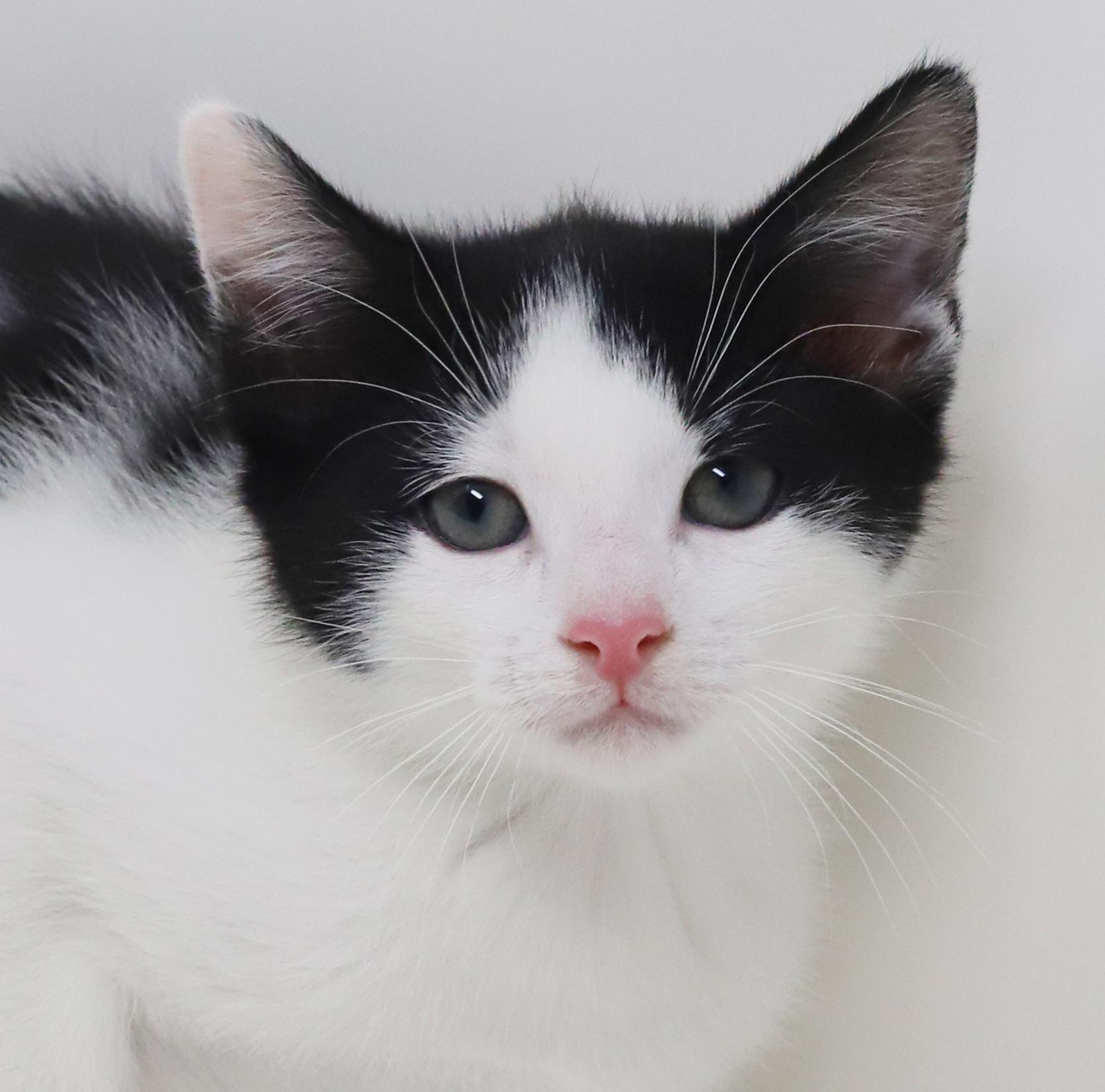 Floofy Flapjack! What A thumbnail 3