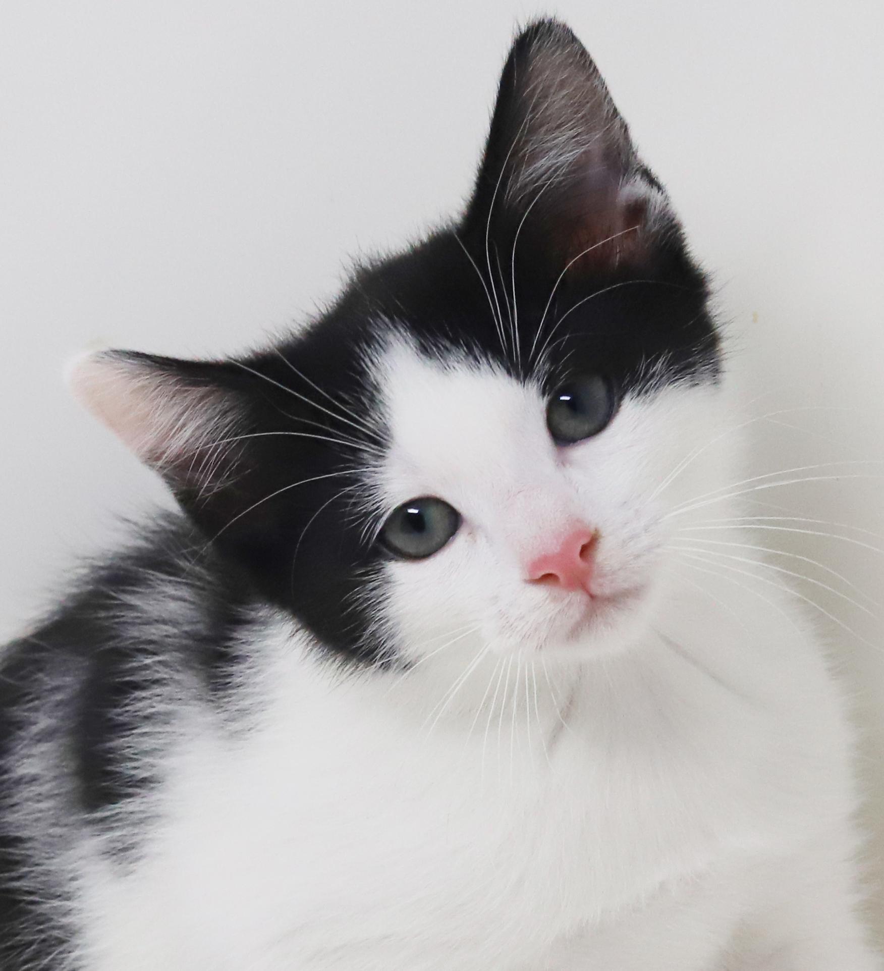 Floofy Flapjack! What A thumbnail 4