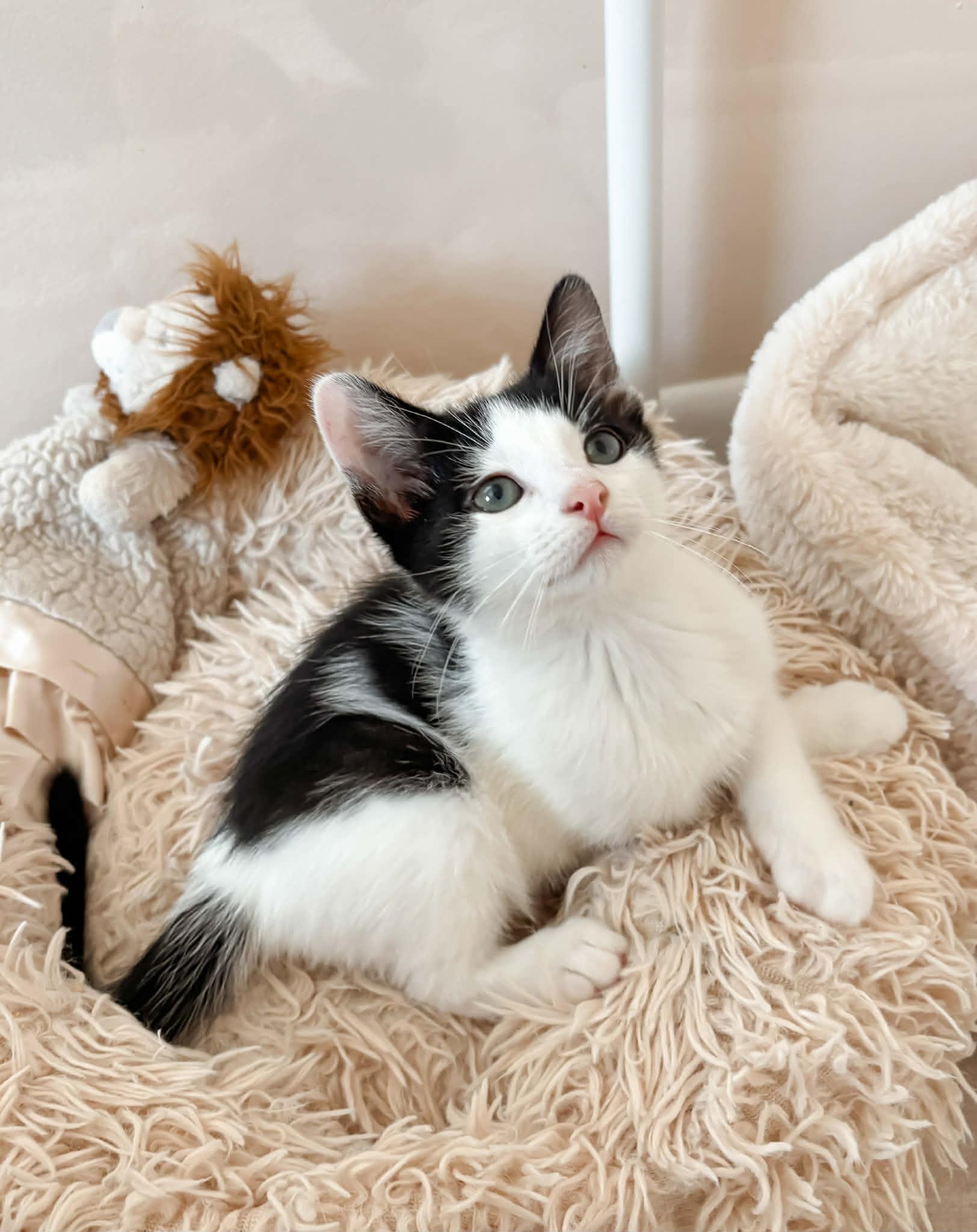 Floofy Flapjack! What A thumbnail 5