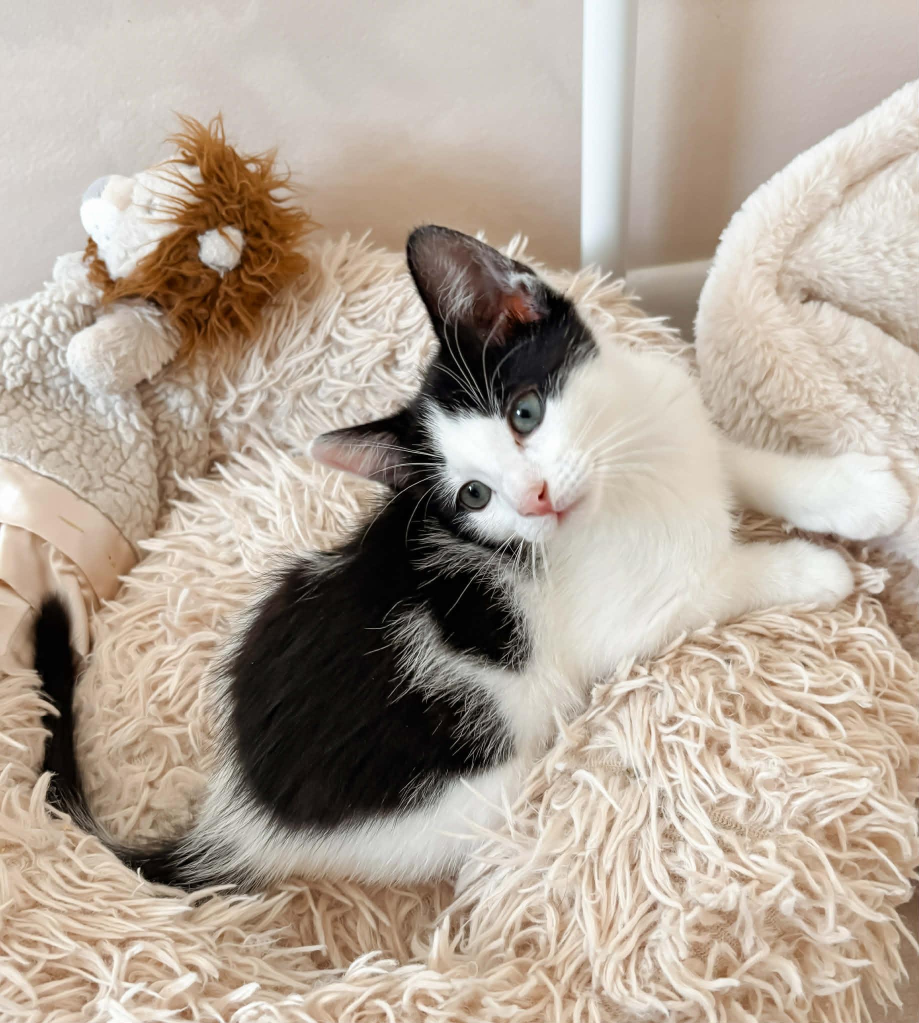 Floofy Flapjack! What A thumbnail 6