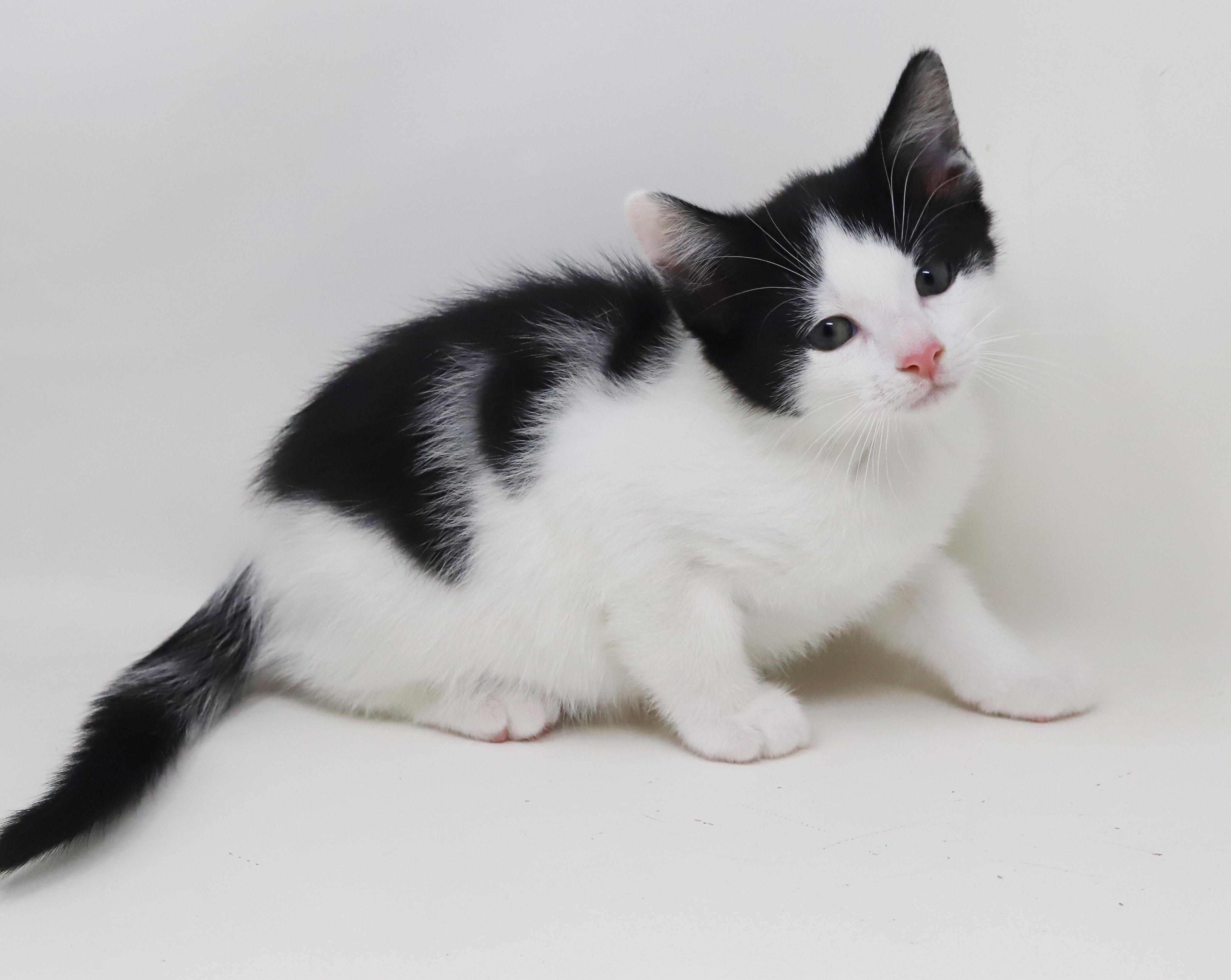 Floofy Flapjack! What A thumbnail 7