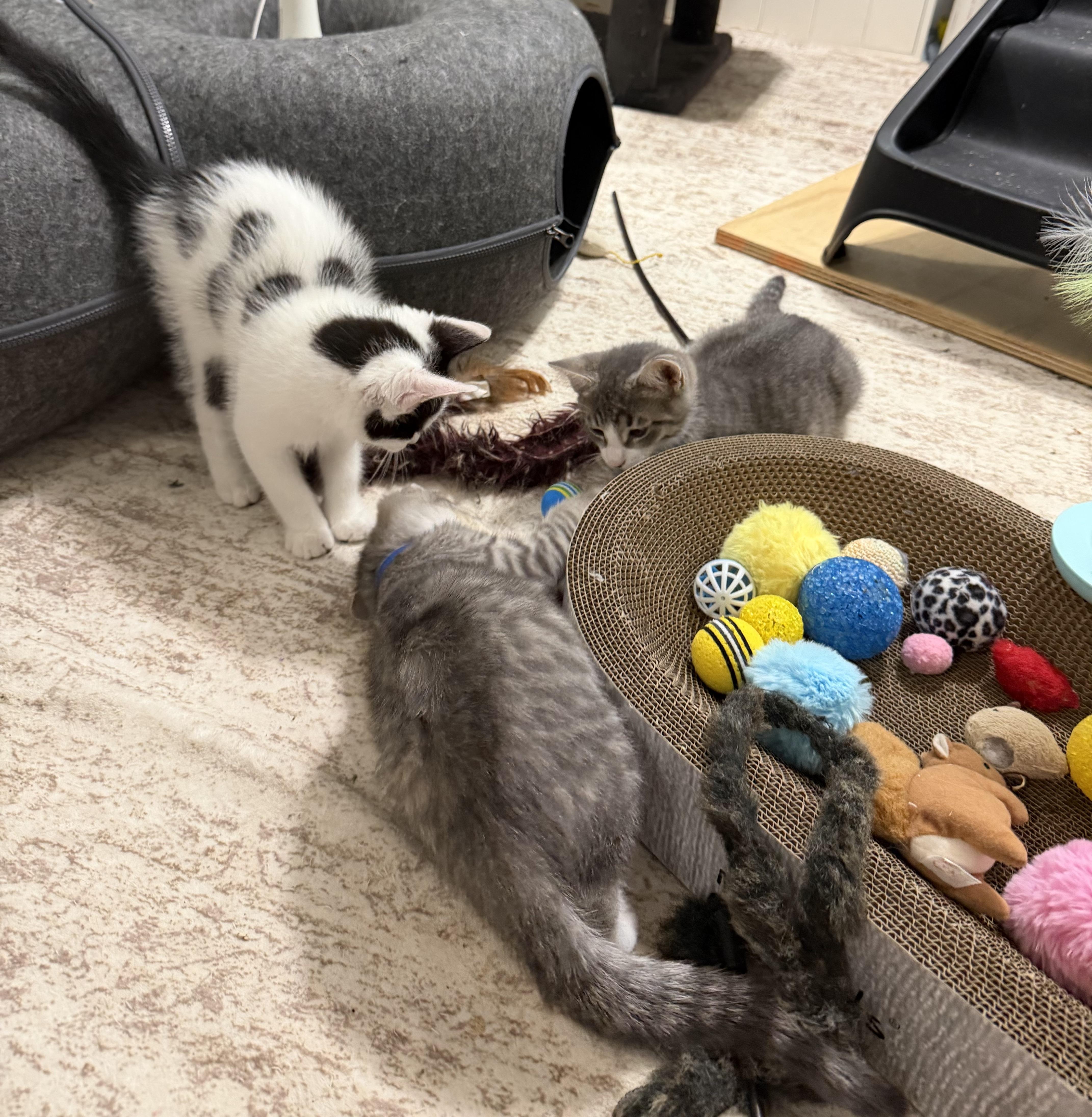 Aristocats, a Adoptable Domestic Short Hair in Frederick, MD image 3/5