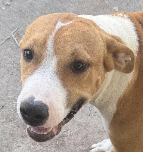 Tristan, Adoptable, Young Male Hound.