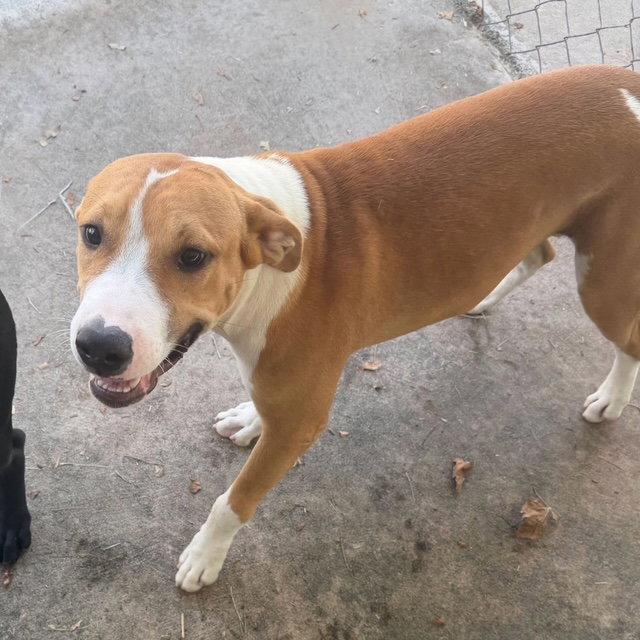 Enlarge Tristan, a Adoptable Hound in Carrollton, GA image 2/2