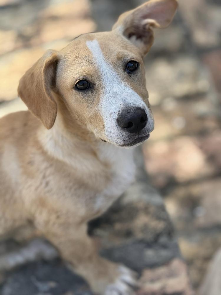 Frankie, Adoptable, Young Male Mixed Breed.