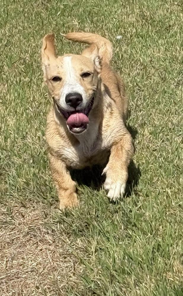 Enlarge Frankie, a Adoptable mixed breed in Windsor Locks, CT image 2/4