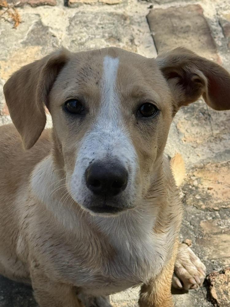 Enlarge Frankie, a Adoptable mixed breed in Windsor Locks, CT image 4/4