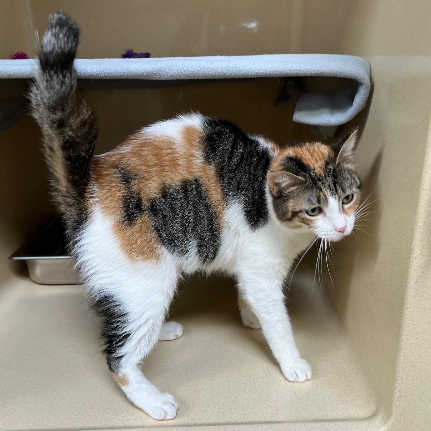 Enlarge Palmer, a ADOPTABLE Calico in Clarksville, VA image 3/6
