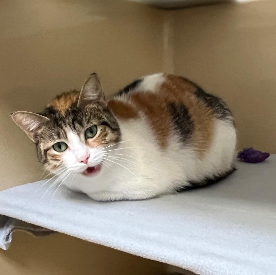 Enlarge Palmer, a ADOPTABLE Calico in Clarksville, VA image 6/6
