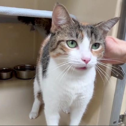 Enlarge Palmer, a ADOPTABLE Calico in Clarksville, VA image 1/6