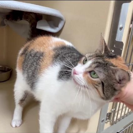 Enlarge Palmer, a ADOPTABLE Calico in Clarksville, VA image 5/6