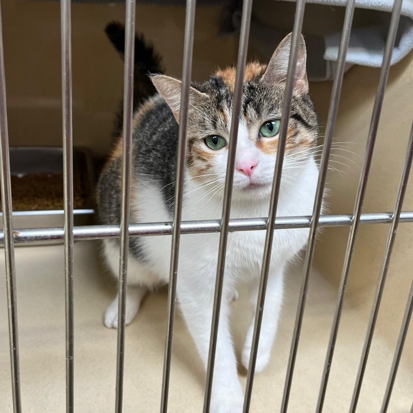 Enlarge Palmer, a ADOPTABLE Calico in Clarksville, VA image 4/6