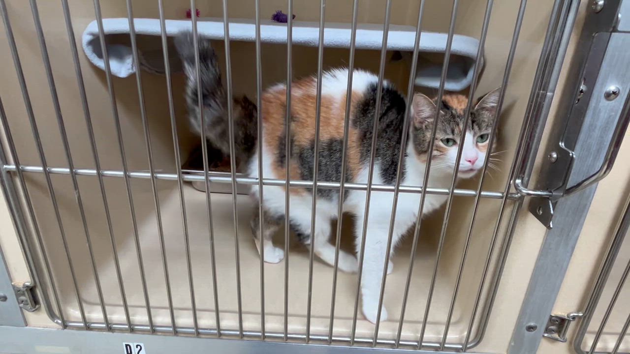 Enlarge Palmer, a ADOPTABLE Calico in Clarksville, VA video 2/6