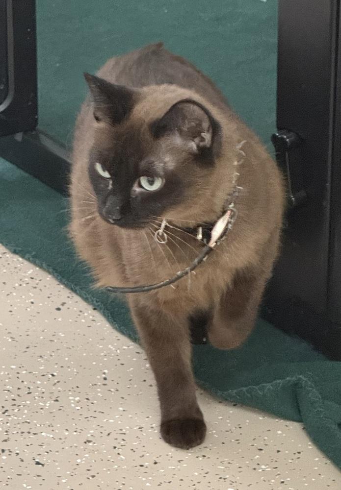 Enlarge Sassy Siamese, a Adoptable mixed breed in Evergreen, CO image 1/1