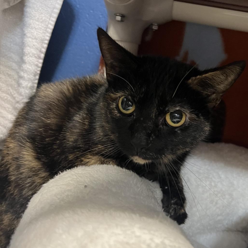 Enlarge Sociology, a Adoptable Domestic Short Hair in Mentor, OH image 1/1