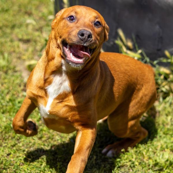 Enlarge Maya, a Adoptable mixed breed in Santa Rosa, CA image 1/1