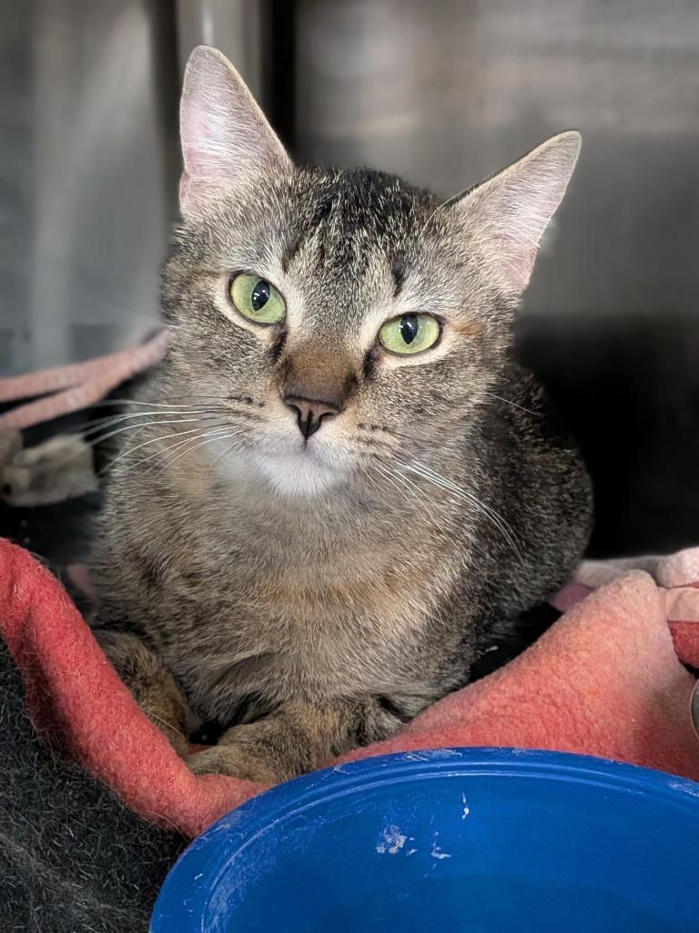 Enlarge KIKI, a Adopted mixed breed in Battle Creek, MI image 1/1