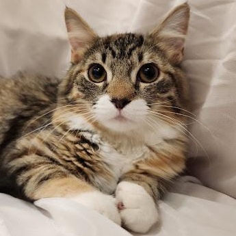Dior Sauvage, Adoptable, Kitten Female Torbie & Domestic Short Hair.