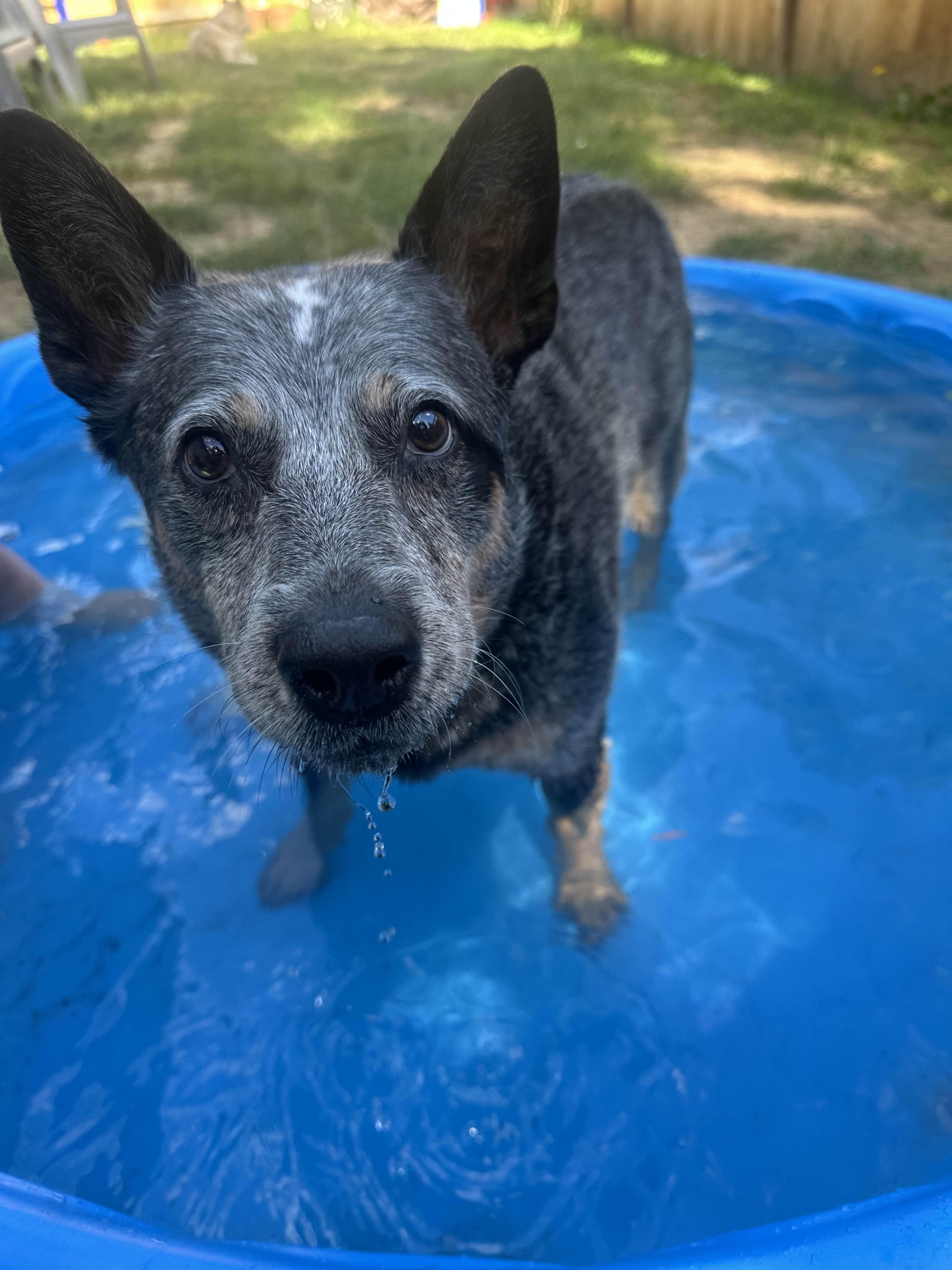 Chloe (Halsey / Peoria, OR), an adoptable Australian Cattle Dog / Blue Heeler, Cattle Dog in Corvallis, OR, 97333 | Photo Image 2